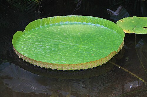 カーン植物園の熱帯温室, カーン、ノルマンディー — Feuille de Victoria cruziana dans la serre du jardin des plantes de Caen (Calvados)