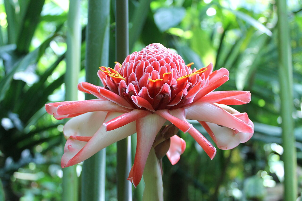 カーン植物園の熱帯温室, カーン、ノルマンディー — Rose de porcelaine (Etlingera elatior) dans les serres du jardin des plantes de Caen (…