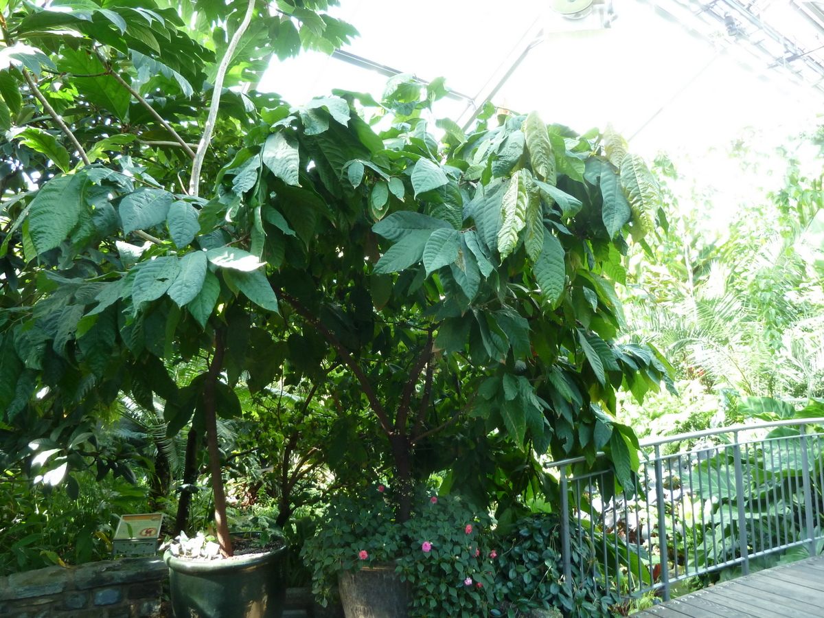 ENMAXコンサバトリー（カルガリー動物園）, カルガリー、アルバータ州 — Theobroma cacao at the ENMAX Conservatory at the Calgary Zoo