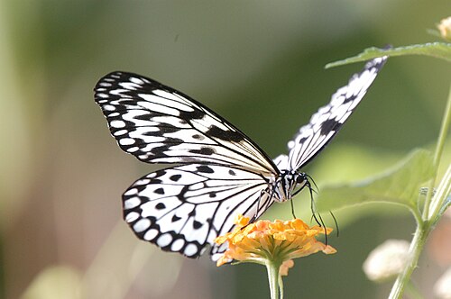 Cambridge Butterfly Conservatory, Cambridge, Ontario — Idea leuconoe (Paper Kite) in the Cambridge Butterfly Conservatory