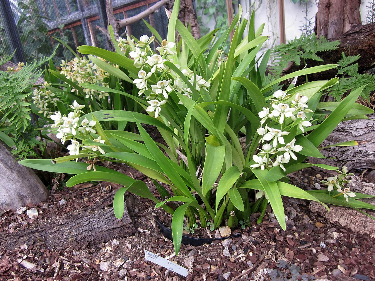 Gewächshausreihe, Cambridge University Botanic Garden, Cambridge, Cambridgeshire — Flowering Prosthechea radiata at the University of Cambridge Botanic Gardens, United…