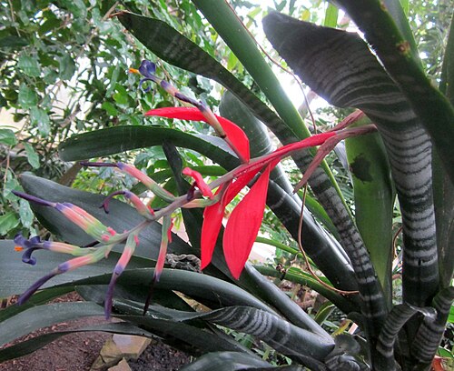 Glasshouse Range du jardin botanique de l'université de Cambridge, Cambridge, Cambridgeshire — Billbergia porteana . Photo prise dans University of Cambridge Botanic Gardens, United…