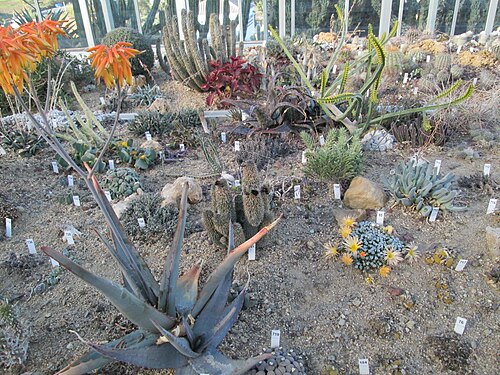 Gewächshaus des Botanischen Kakteen- und Sukkulentengartens Mora i Bravard, Casarabonela (Málaga), Andalusien — Jardín Botánico Mora i Bravard