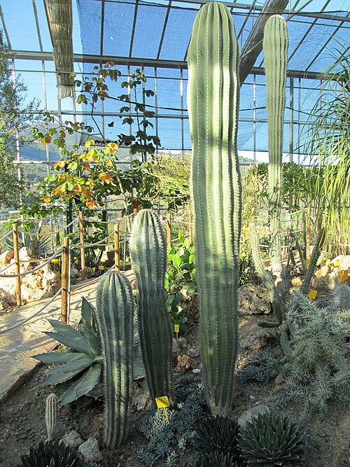 Gewächshaus des Botanischen Kakteen- und Sukkulentengartens Mora i Bravard, Casarabonela (Málaga), Andalusien — Gewächshaus des Botanischen Kakteen- und Sukkulentengartens Mora i Bravard — Ansicht 3