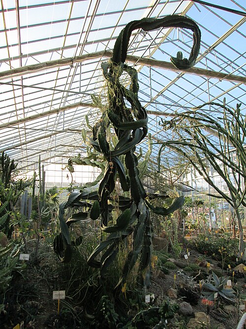 Gewächshaus des Botanischen Kakteen- und Sukkulentengartens Mora i Bravard, Casarabonela (Málaga), Andalusien — Gewächshaus des Botanischen Kakteen- und Sukkulentengartens Mora i Bravard — Ansicht 4