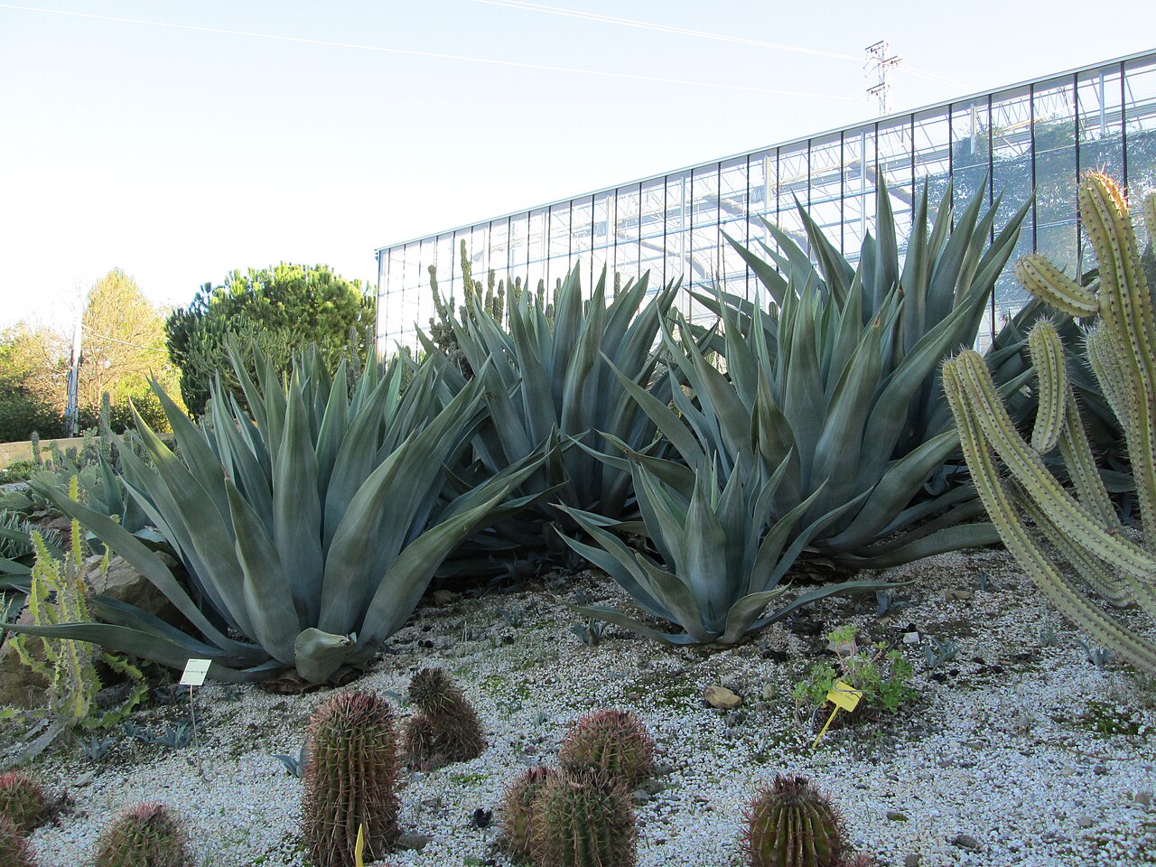 Gewächshaus des Botanischen Kakteen- und Sukkulentengartens Mora i Bravard, Casarabonela (Málaga), Andalusien — Gewächshaus des Botanischen Kakteen- und Sukkulentengartens Mora i Bravard — Ansicht 5