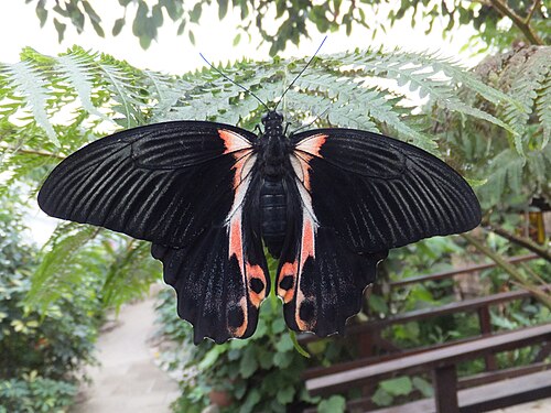 Casa delle Farfalle (Schmetterlingshaus), Milano Marittima, Milano Marittima, Cervia (Provinz Ravenna), Emilia-Romagna — A Papilio rumanzovia in the butterfly house of Butterfly Arc, Montegrotto Terme (Veneto…
