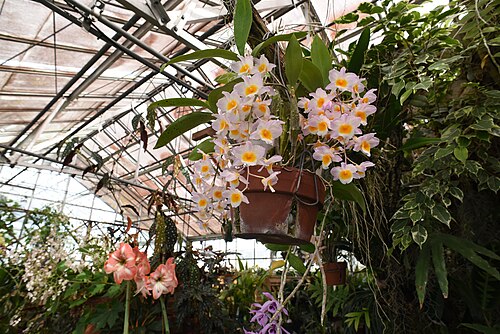 McMillan Greenhouse (UNC Charlotte Botanical Gardens), Charlotte, North Carolina — In memory of Douglas William Duschl (April 17, 1967 - January 19, 2012). A kind and…