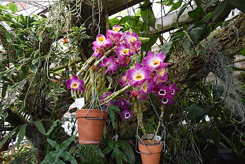 McMillan Greenhouse (UNC Charlotte Botanical Gardens), Charlotte, North Carolina — In memory of Douglas William Duschl (April 17, 1967 - January 19, 2012). A kind and…