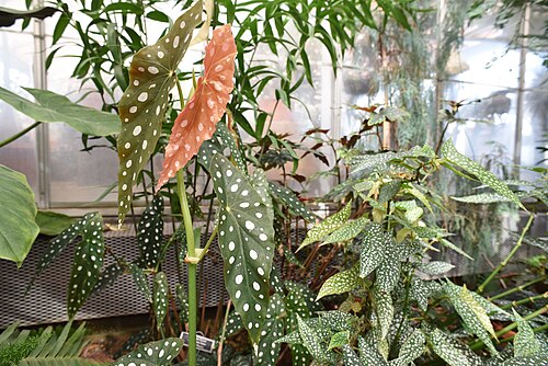McMillan Greenhouse (UNC Charlotte Botanical Gardens), Charlotte, North Carolina — From the book, Bizarre Botanicals, Polka-dot Begonia, Begonia marculata wightii. HFC_6813