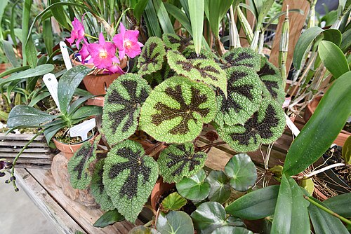 McMillan Greenhouse (UNC Charlotte Botanical Gardens), Charlotte, North Carolina — In memory of Douglas William Duschl (April 17, 1967 - January 19, 2012). A kind and…