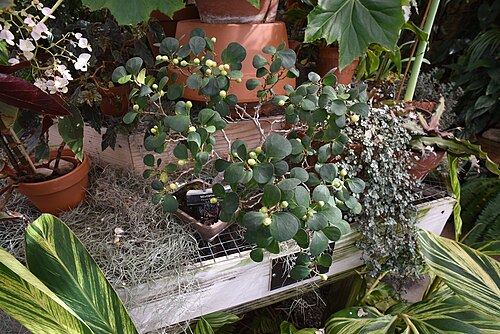 McMillan Greenhouse (UNC Charlotte Botanical Gardens), Charlotte, North Carolina — This little fig plant was so adorable, I decided to take a photo from above and at eye…