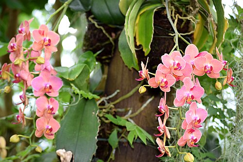 Gewächshäuser des Botanischen Gartens Chemnitz (Botanischer Garten Chemnitz), Chemnitz, Sachsen — Foto für Initiative "Lebenswertes Chemnitz" aufgenommen, Orchideen im Botanischen Garten…