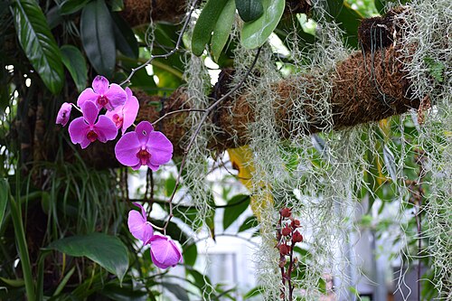 Gewächshäuser des Botanischen Gartens Chemnitz (Botanischer Garten Chemnitz), Chemnitz, Sachsen — Gewächshäuser des Botanischen Gartens Chemnitz — Ansicht 2