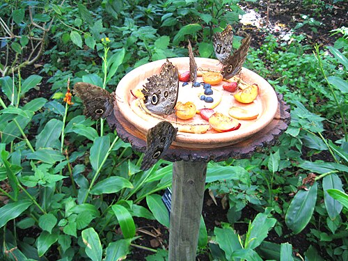 Gewächshäuser des Botanischen Gartens Chemnitz (Botanischer Garten Chemnitz), Chemnitz, Sachsen — Foto für Initiative "Lebenswertes Chemnitz" aufgenommen, Schmetterlinge im…