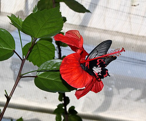 Gewächshäuser des Botanischen Gartens Chemnitz (Botanischer Garten Chemnitz), Chemnitz, Sachsen — Schmetterling im botanischen Garten (Tropenhaus) in Chemnitz.. Sachsen.