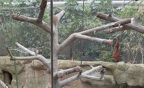 Monsoon Forest (Chester Zoo, Islands), Chester (Upton-by-Chester), Cheshire — Sumatran Orangutans, Monsoon Forest, Chester Zoo Islands