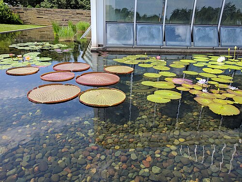 Marjorie McNeely Conservatory, Saint Paul, Minnesota — Marjorie McNeely Conservatory — Ansicht 4