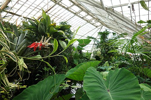 Conservatory of Flowers, San Francisco — Conservatory of Flowers - San Francisco, California, USA.