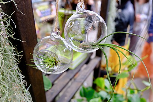 Conservatory of Flowers, San Francisco — San Francisco Golden Gate Park's Conservatory of Flowers in March 2018.