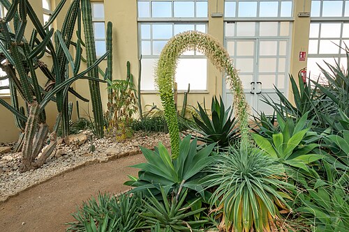 Gewächshäuser des Real Jardín Botánico de Córdoba (Amerika-, Zentral- und Orchideenhaus), Córdoba, Andalusien — Gewächshäuser des Real Jardín Botánico de Córdoba — Ansicht 2