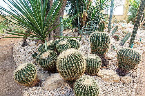 Gewächshäuser des Real Jardín Botánico de Córdoba (Amerika-, Zentral- und Orchideenhaus), Córdoba, Andalusien — Gewächshäuser des Real Jardín Botánico de Córdoba — Ansicht 3