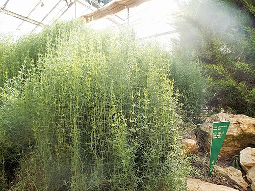 Gewächshäuser des Real Jardín Botánico de Córdoba (Amerika-, Zentral- und Orchideenhaus), Córdoba, Andalusien — Viola jaubertiana en los invernaderos centrales del Jardín Botánico de Córdoba. Julio…