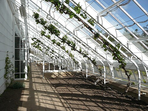 Weinhaus und Pfirsichhaus, ummauerter Garten von Culzean, Culzean Castle, bei Maybole (South Ayrshire), Schottland — The vinery in the walled garden, Culzean estate