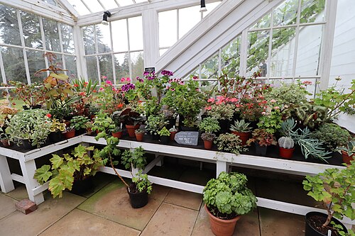 Weinhaus und Pfirsichhaus, ummauerter Garten von Culzean, Culzean Castle, bei Maybole (South Ayrshire), Schottland — Plants in the Greenhouse