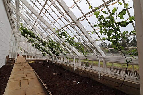 Weinhaus und Pfirsichhaus, ummauerter Garten von Culzean, Culzean Castle, bei Maybole (South Ayrshire), Schottland — Vinery in the Walled Garden