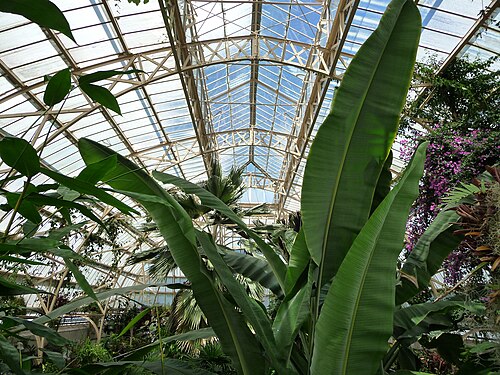 カニンガム・ハウス, クライストチャーチ、クライストチャーチ植物園 — Inside Cuningham House.