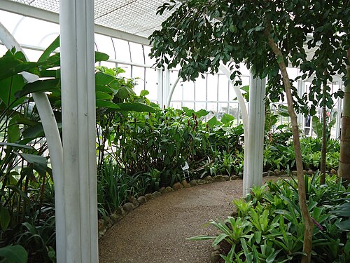 クリチバ植物園の温室, パラナ州クリチバ — Inside of the greenhouse at the Botanical Garden of Curitiba, Paraná, Brazil