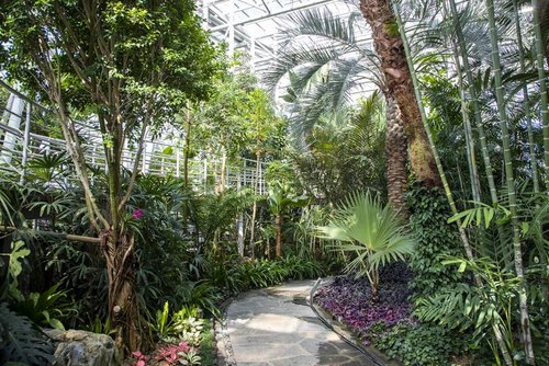 Tropischer Pflanzengarten, Hanbat-Arboretum (한밭수목원 열대식물원), Daejeon (Seo-gu) — photo 3
