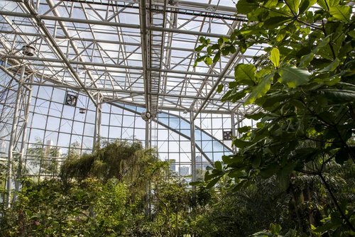 Tropischer Pflanzengarten, Hanbat-Arboretum (한밭수목원 열대식물원), Daejeon (Seo-gu) — photo 4