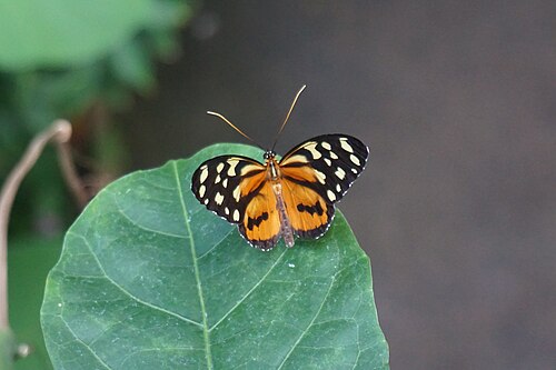 Rosine Smith Sammons Butterfly House and Insectarium (Texas Discovery Gardens), Dallas, Texas — A Large Tiger ( Lycorea cleobaea ) butterfly inside the Rosine Smith Sammons Butterfly…