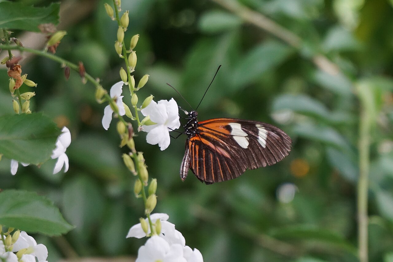 Rosine Smith Sammons Butterfly House and Insectarium (Texas Discovery Gardens), Dallas, Texas — photo 1