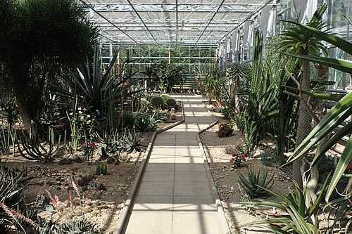 Palmenhaus und Sukkulentenhaus des Botanischen Gartens der Universität Debrecen, Debrecen, Komitat Hajdú-Bihar — Botanical Garden of the University of Debrecen