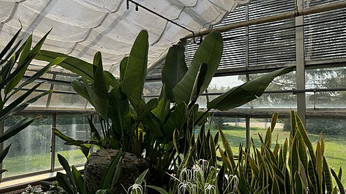 Indoor Showhouses, University of Alberta Botanic Garden, Nahe Devon (Parkland County), Alberta — Indoor Showhouses, University of Alberta Botanic Garden — Ansicht 6
