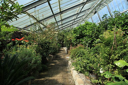 Pflanzenschauhäuser, Botanischer Garten Rombergpark, Dortmund, Nordrhein-Westfalen — Pflanzenschauhäuser, Botanischer Garten Rombergpark — Ansicht 4