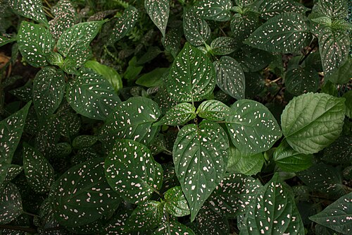 Gewächshäuser des Botanischen Gartens der TU Dresden, Dresden, Sachsen — Hypoestes phyllostachya - Botanischer Garten Dresden