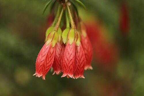 Serres du Jardin botanique de l'Université technique de Dresde (Botanischer Garten der TU Dresden), Dresde, Saxe — Agapetes serpens