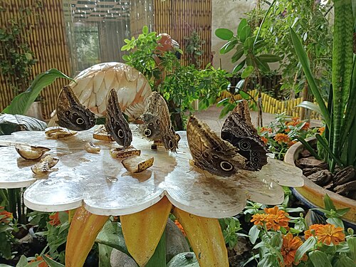 Dubai Butterfly Garden, Dubai — Butterfly Garden at Dubai