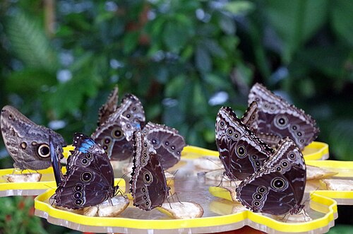 Dubai Butterfly Garden, Dubai — Schmetterlinge Butterfly Garden Dubai