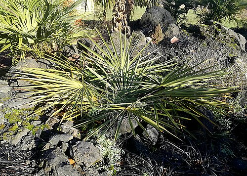 Kuppelgewächshaus du Jardin botanique de l'université de Düsseldorf, Düsseldorf, Rhénanie-du-Nord-Westphalie — Plant of Trachycarpus nanus, Botanical Gardens, University of Düsseldorf HHU, Germany…
