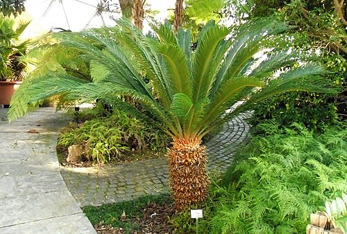 Kuppelgewächshaus du Jardin botanique de l'université de Düsseldorf, Düsseldorf, Rhénanie-du-Nord-Westphalie — Cycas revoluta in a botanical garden maintained by the University of Düsseldorf.