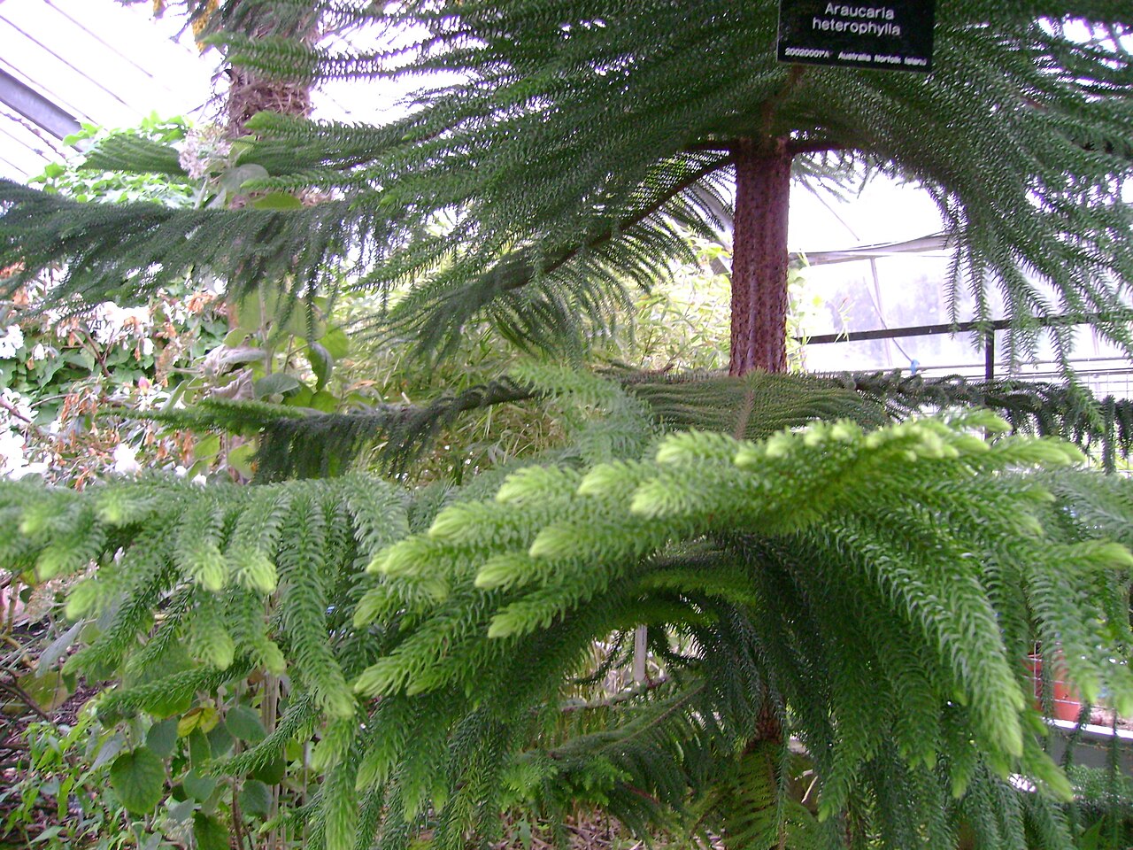 Gewächshäuser des University of Dundee Botanic Garden, Riverside Drive, Dundee, Schottland — Araucaria heterophylla , at Dundee Botanical Garden. Author: Cyril Thomas Camera: Sony…