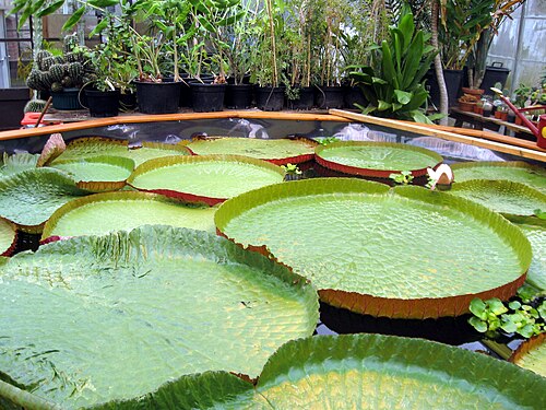 Gewächshäuser des Botanischen Gartens der Universität Durham, Durham, County Durham (England) — Victoria amazonica photographed at Durham University Botanic Garden on 3 June 2009.