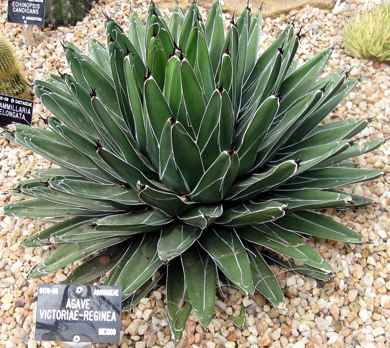 Gewächshäuser des Botanischen Gartens der Universität Durham, Durham, County Durham (England) — Agave victoriae-reginae photographed at Durham University Botanic Garden on 3 June 2009.…