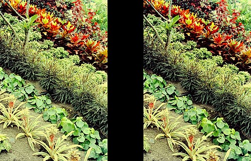 Eden Project, Bodelva, Cornwall — 3 Dimensional view of a rows of plants on a slope, inside the Tropical Biome, in the…