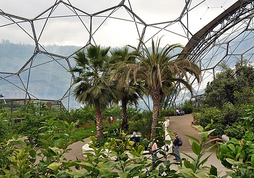 Eden Project, Bodelva, Cornwall — Palm trees in the interior of the Mediterranean biome of the Eden Project , Cornwall, UK